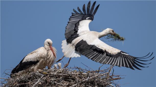 Zwei Weißstörche in einem Nest: Einer sitzt mit Küken, der andere fliegt mit Nistmaterial im Schnabel heran, blauer Himmel im Hintergrund.