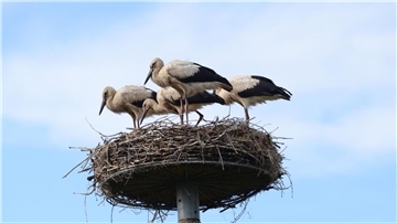 Storch Findus (vorne Mitte) im Nest mit seinen Geschwistern.