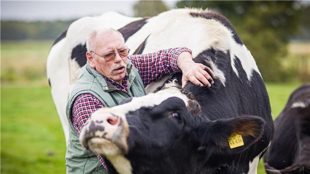Ausgerechnet ein Schlachter rettet ein Kälbchen vor dem Tod Streicheleinheiten für einen riesigen Ochsen.