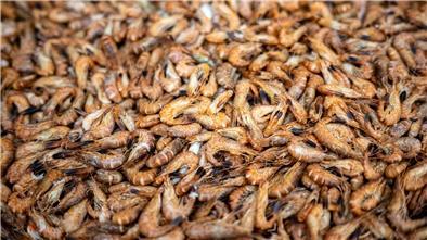 Aus dem Watt aufs Brötchen - ein paar Krabben-Fakten Streng genommen sind die Tierchen keine Krabben, sondern Garnelen. (Archivfotos)