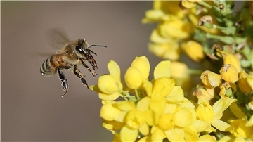 Studien zufolge schädigen Neonikotinoide Wild- und Honigbienen erheblich.