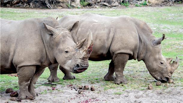 Forschung will Breitmaulnashorn vor dem Aussterben retten Südliche Breitmaulnashörner (Foto) als Leihmütter: Das kurz vor dem Aussterben stehende Nördliche Breitmaulnashorn soll mit Unterstützung aus Niedersachsen gerettet werden.