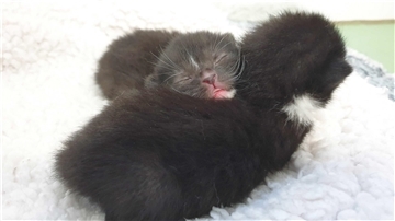 Süße Überraschung nach einem Polizeieinsatz in Leherheide: Die gerettete Katze brachte zwei gesunde Kitten zur Welt.