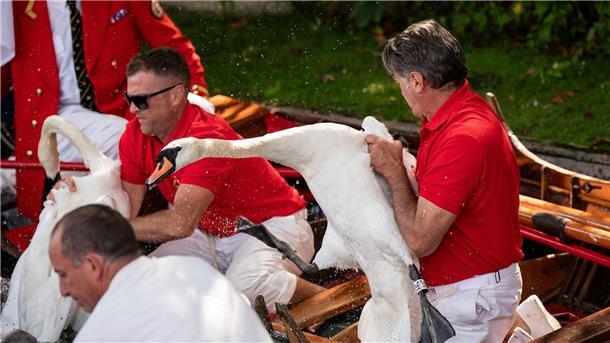 Warum König Charles Schwäne zählen lässt „Swan Upping“ auf der Themse.