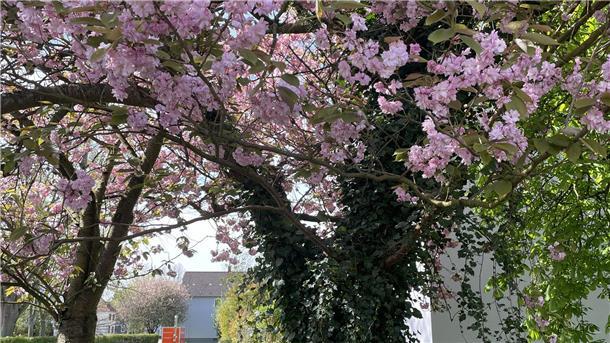 Japanische Kirsche