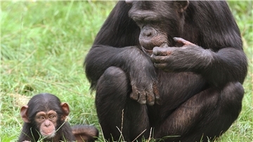 (Symbolbild) Ein Schimpansenjungtier im Zoo am Meer Bremerhaven musste nach schwieriger Entscheidung getötet werden. Peta erhebt schwere Vorwürfe.