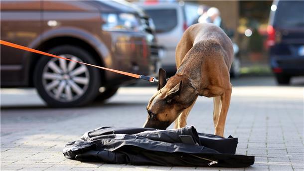 Ein angeleinter Hund schnuppert an einer Jacke.