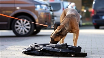 Ein angeleinter Hund schnuppert an einer Jacke.