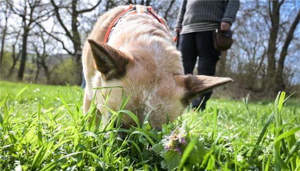 Ein Hund schnüffelt im hohen Gras.