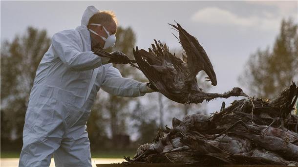 Szenen, wie sie etwa in Brandenburg in den vergangenen Tagen schon zu sehen waren, drohen jetzt auch im Landkreis Cuxhaven.