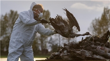 Gefährliche Vogelgrippe im Landkreis Cuxhaven bestätigt Szenen, wie sie etwa in Brandenburg in den vergangenen Tagen schon zu sehen waren, drohen jetzt auch im Landkreis Cuxhaven.