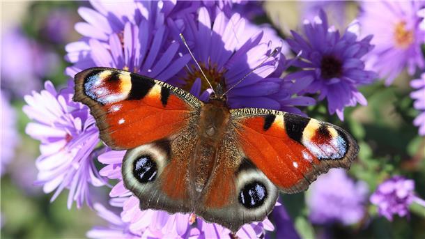 Ausschau halten nach Sechsbeinern: NABU ruft den Insektensommer aus Tagpfauenauge.