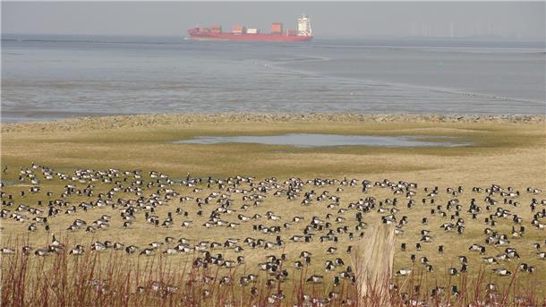 Zugvögel auf einer Fläche an der Elbe. Im Hintergrund ein Schiff