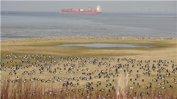 Zugvögel auf einer Fläche an der Elbe. Im Hintergrund ein Schiff