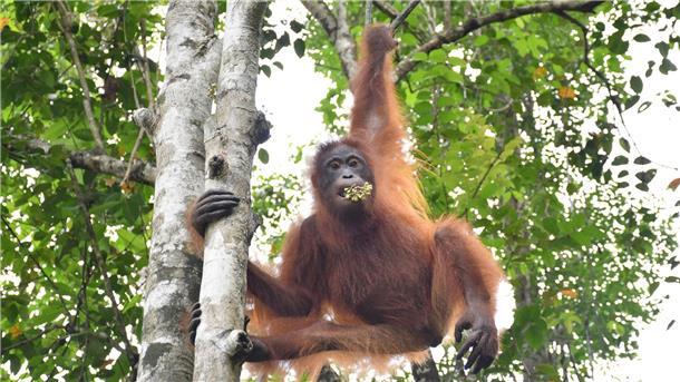 Orang-Utan unter Drogen: Taymurs langer Weg in die Freiheit Taymur an einem Baum auf der Vorauswilderungsinsel.