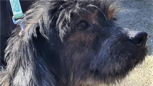 Lieber und umgänglicher Terrier-Mix Lasse sucht ein neues Zuhause Terrier-Mix Lasse