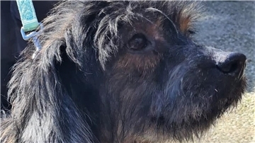 Terrier-Mix Lasse