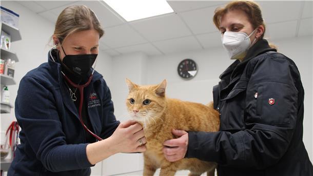 Tierärztin Lone Hellwig (links) bei der Untersuchung von Kater Sammy (11). Ihm zur Seite steht Besitzerin Claudia Brenning.