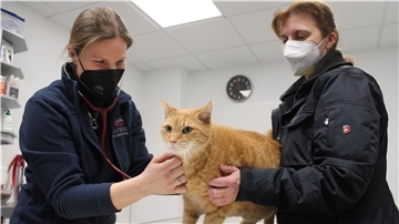 Tierärztin Lone Hellwig (links) bei der Untersuchung von Kater Sammy (11). Ihm zur Seite steht Besitzerin Claudia Brenning.