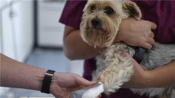 Zusammen sind sie stark: Neuer Notdienst entlastet Tierärzte in der Region Tiere mit schweren Verletzungen oder Erkrankungen können auch außerhalb der Sprechstunden vom tierärztlichen Notdienst betreut werden.