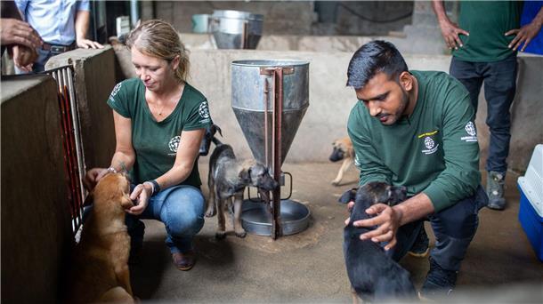 „Welpenmast“ in Vietnam: Wo Hunde durch die Hölle gehen Tierschützer versuchen, die verängstigten Hunde zu beruhigen.