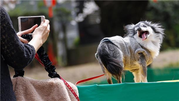 Tierleid für Klicks: Wie inszenierte Tierrettungen Millionen einbringen Tiervideos berühren das Herz - das kann missbraucht werden. (Symbolbild)