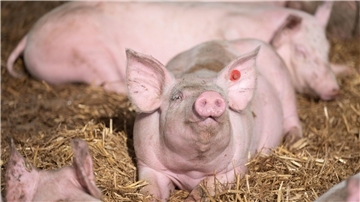 Tierwohl ist ein Thema, das die Gesellschaft und gerade auch Landwirte beschäftigt. In einem Talk wird darüber am Montag gesprochen.