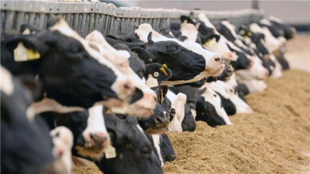 Weniger Lust auf Milch - Von Tradition zur ethischen Debatte Tierwohl spielt für viele Verbraucher beim Milchkauf eine Rolle.