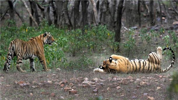 In Indien nimmt die Zahl wilder Tiger weiter zu Tiger im Ranthambore-Nationalpark: In Indien wurde die Tigerjagd in den 1970er Jahren verboten.