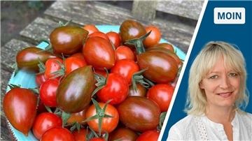 Tomaten aus dem eigenen Garten sind ein Traum.