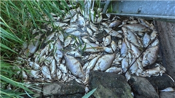 Tote Fische an einem Wehr im deutsch-polnischen Grenzfluss Westoder nahe der Abzweigung vom Hauptfluss Oder (Archivbild).