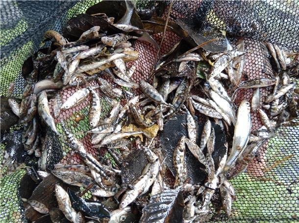 Blauer Himmel über der Todeszone: Das große Fischsterben Tote Fische aus der Bade - gefangen mit einem Kescherzug.