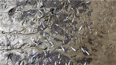 Tote Fische, die meisten junge Heringe, wurden in der vorvergangenen Woche angeschwemmt. Die Ursachenermittlungen laufen.