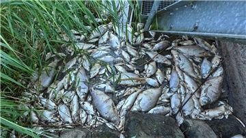 Tote Fische im August 2022 im deutsch-polnischen Grenzfluss Oder.