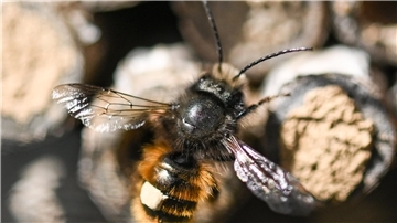 Totholz bietet auch Insekten einen idealen Rückzugsort, teilt der Bundesverband Deutscher Gartenfreunde mit. 