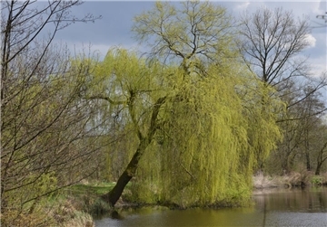 Trauerweiden haben eine romantische Ausstrahlung und eine malerisch-melancholische Wirkung.