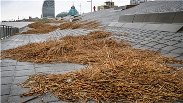 Treibsel ohne Ende. Nicht nur am Weserdeich zwischen Strandhalle und Wasserstandsanzeiger wurden Massen angeschwemmt. Das Treibsel soll in den kommenden 14 Tagen abgefahren werden.