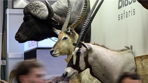 Unversöhnliche Debatte um Trophäenjagd Trophäen von Wildtieren auf der Messe „Jagd und Hund“ in Dortmund.