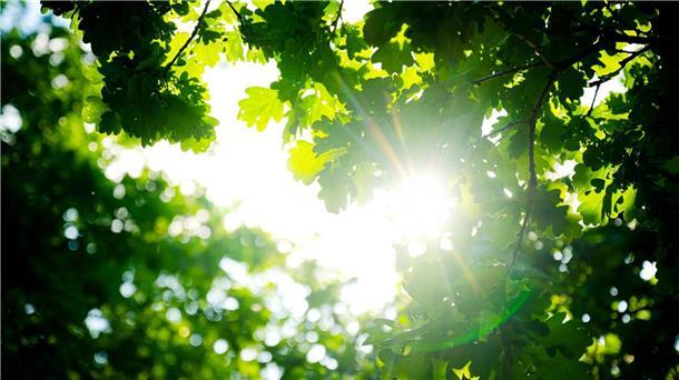 Rekordtemperaturen und Extremniederschläge im Frühjahr Trotz des vielen Regens war der Frühjahr so warm wie noch nie.