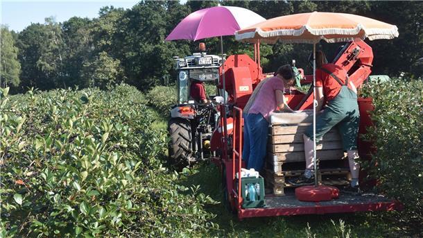 Die schwarze Wunderbeere Aronia liegt im Trend Menschen fahren auf einem Traktor mit und pflücken Aroniabeeren.