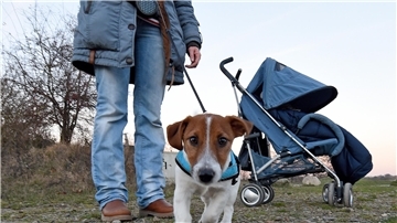 Blick auf Hund