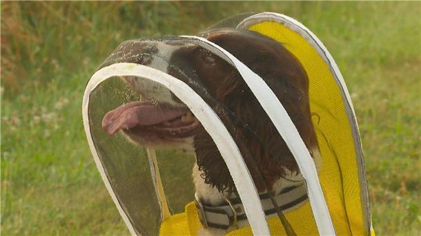 Hund beschützt Millionen Bienen Über ihrem Kopf trägt Maple einen Schleier, der sie schützt.