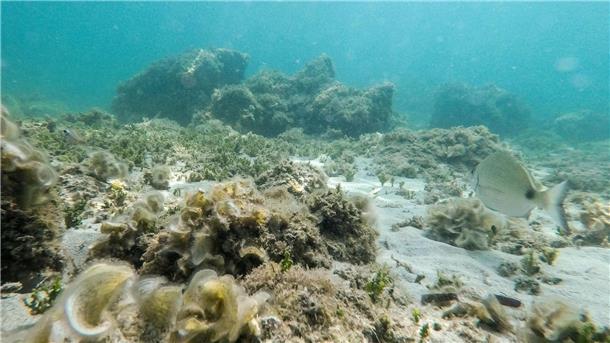 Temperatur-Rekord an der Oberfläche des Mittelmeers Übertroffen: Der bisherige Höchstwert der an der Oberfläche des Mittelmeers gemessenen Temperatur stammte aus dem Jahr 2003.
