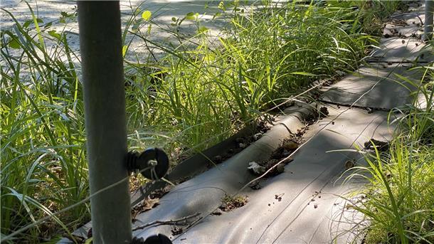 Wohnen in Naturnähe: Manchmal hilft nur ein Elektrozaun Um den Arbeitseinsatz überschaubar zu halten, lassen sich Teichbesitzer etwas einfallen.