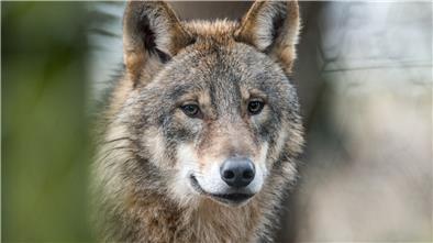 Um den Wolf gibt es immer wieder Diskussionen.