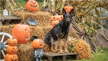 Ein Hund sitzt auf einem Heuballen umgeben von Kürbissen. 
