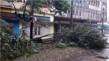 Umgefallene Bäume liegen auf einer Straße in Quelimane, Mosambik. Ein Tropensturm hat den Südosten Afrikas schwer getroffen.