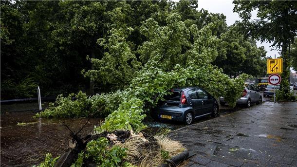 Umgestürzter Baum auf einem Auto im niederländischen Haarlem.