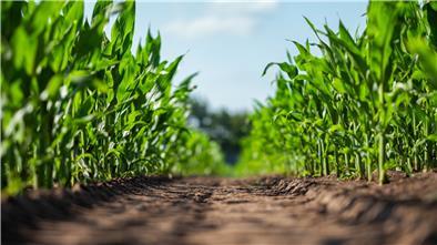Umstritten: Für die Bauern ist der Mais eine Superpflanze, weil er dafür sorgt, dass die Kühe so viel Milch geben. Bürgern und Umweltschützern sind die Monokulturen ein Dorn im Auge.