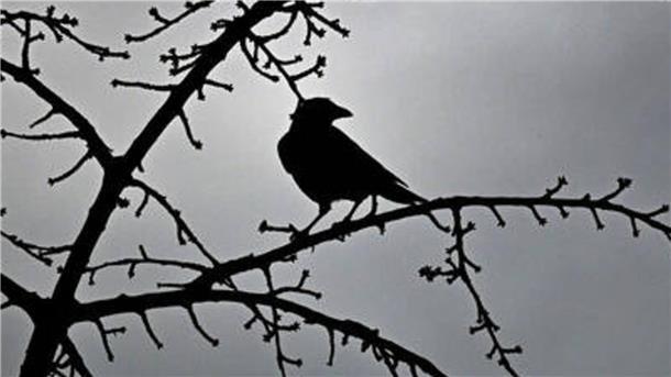 Ein Rabenvogel auf einem Ast